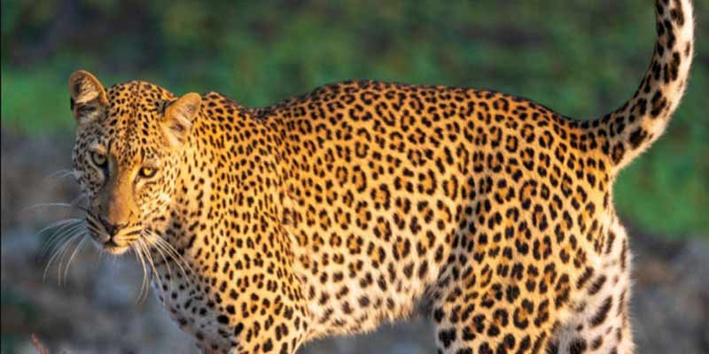 Leopard
