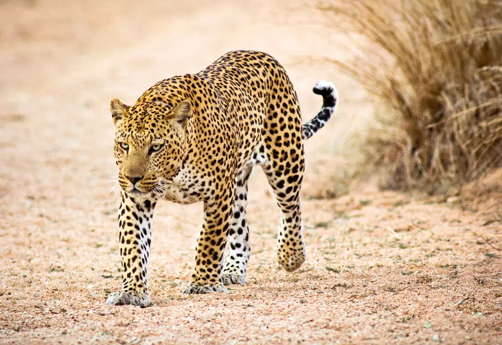 A leopard walking across the granite
